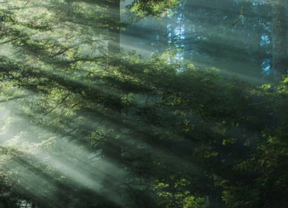 자연환경서비스